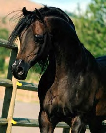 Dark Bay Arabian